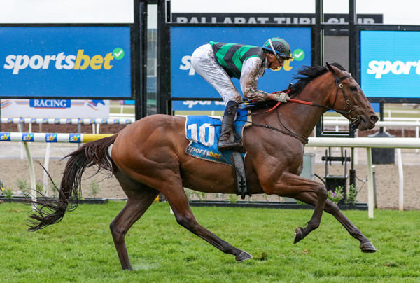 Captain Envious was a runaway winner of the Listed Ballarat Cup (2000m). Photo: Bruno Cannatelli