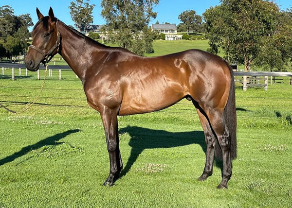 Captivare was the most expensive I Am Invincible colt sold in 2019.  