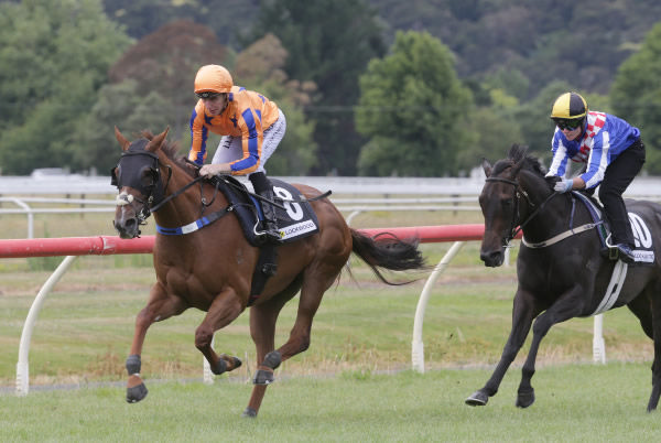 Captured By Love (inside) having an exhibition gallop at Te Aroha alongside Alabama Lass.   Photo: Trish Dunell