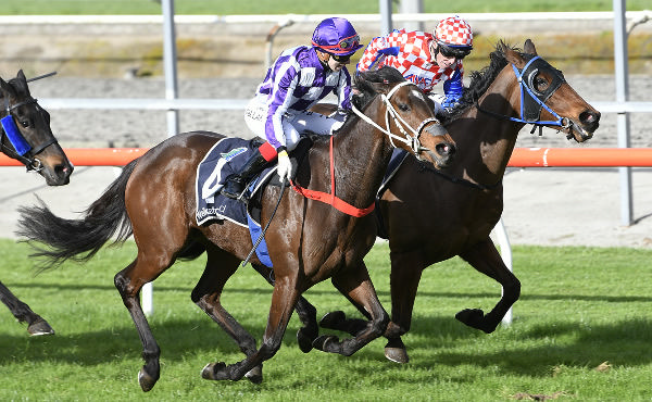 Casino Princess winning at Matamata on Wednesday. Photo: Kenton Wright (Race Images)