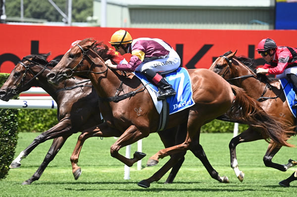 Castanya  overpowers Embassy in the Lonhro Plate (image Steve Hart)