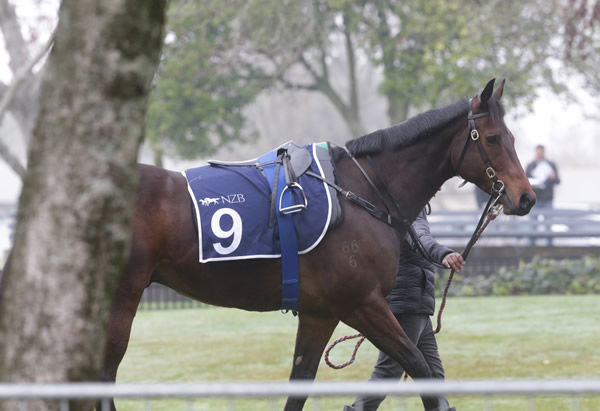 Catalyst before his trial at Te Rapa on Thursday. Photo: Trish Dunell