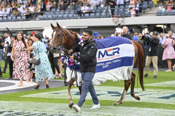 Catch the Glory has a nice rug, but no official Black Type - image Bradley Photos