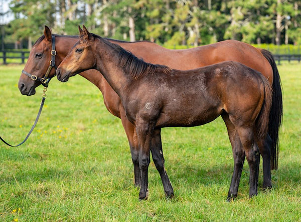 Cavalini and her filly by Frosted (USA)