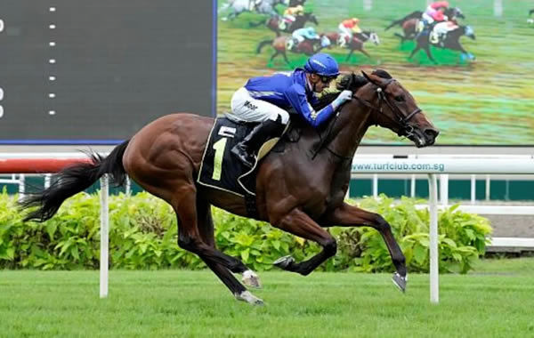 Cavalry (formerly Tutukaka) winning on debut in Singapore Photo: Singapore Turf Club
