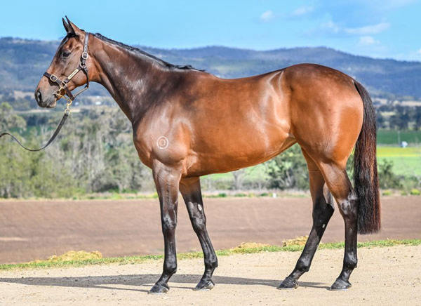 Celestial Falls sold for $465,000 providing another great result for Darby Racing.