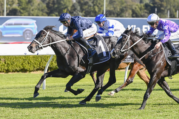 Central Coast opens his account at Canterbury - image Bradley Photography