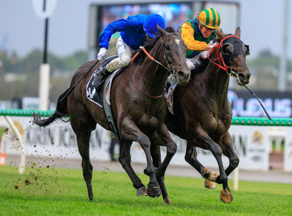 Pericles blinked when Ceolwulf looked him in the eye - image Grant Courtney 