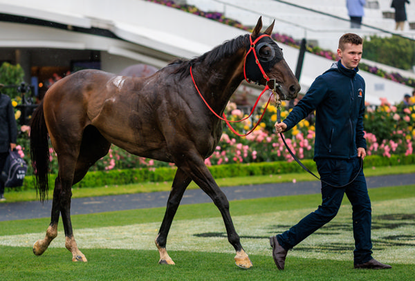 Ceolwulf has won over $10.9million in prizemoney - image Grant Courtney