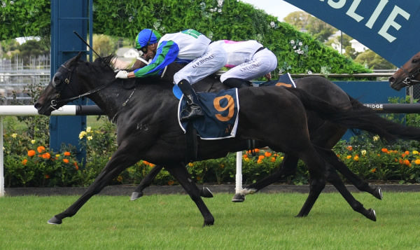Certainly winning the Gr.3 Mufhasa Stakes (1400m) at Ellerslie on Saturday.   Photo: Kenton Wright (Race Images)