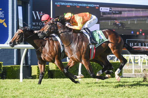 A good colt and a good filly go head to head- Champagne Hero awarded the win on the outside - image Bradley Photography 