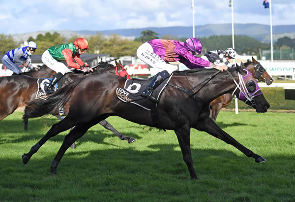 Charms Star winning the Gr.3 JAPAC Homes Manawatu Breeders’ Stakes (2000m) at Awapuni on Friday. Photo: Peter Rubery (Race Images)