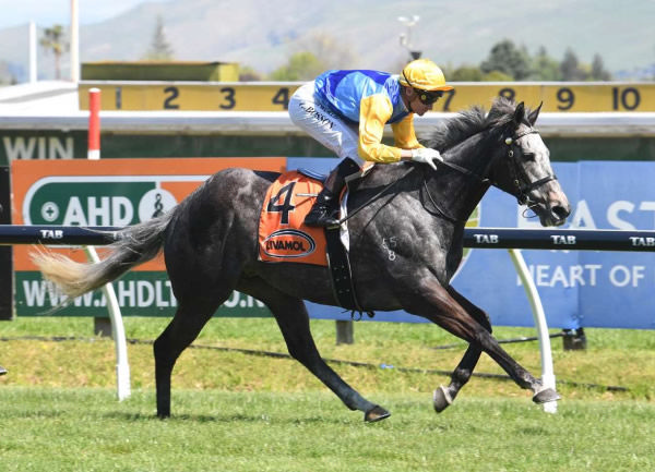 Chattahoochee will take his place in The Subzero Handicap (1400m) on Melbourne Cup Day at Flemington.   Photo: Peter Rubery (Race Images Palmerston North)