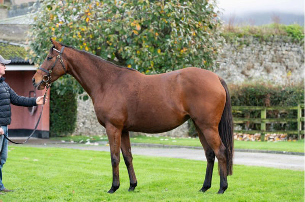 Chere Darmoiselle (IRE) might be the dam of a future superstar in Australia!