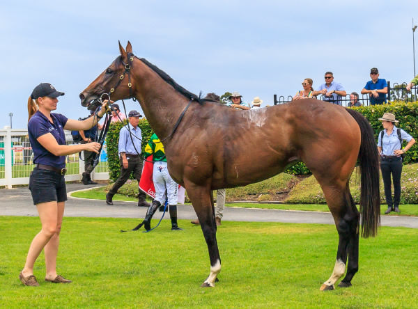 Cherish Me is a lovely filly on the up - image Grant Courtney