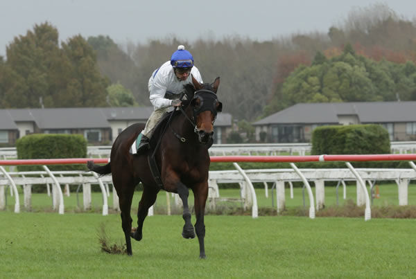 Cheval D’Or gallops between races at Te Rapa under Michael McNab Photo: Trish Dunell