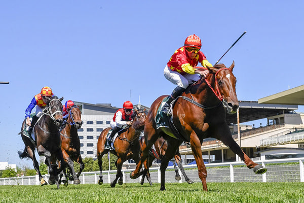Stepping Out To 1400m Saw Written Tycoon Colt Chicama Break His Maiden - Image Bradley Photos