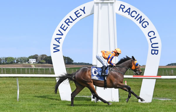 Class powered away from his rivals to win the Summit Electrical (1400m) at Waverley.   Photo: Peter Rubery (Race Images Palmerston North)