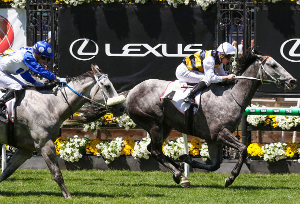 Cloudland winning at Flemington on Tuesday.  Photo: Bruno Cannatelli