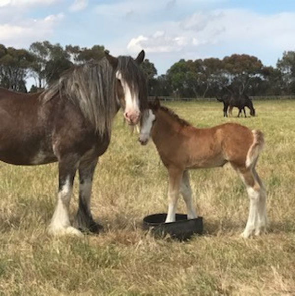 Clydesdales  provided the early horse training for Gerard Jones 