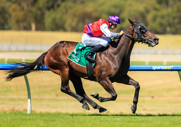 Coastwatch wins at Sandown. Image: Grant Courtney