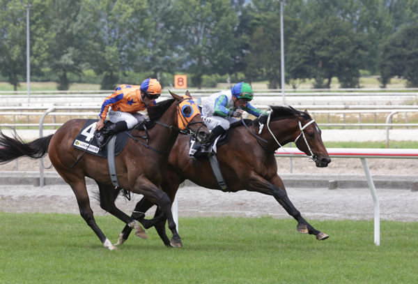 Codigo (inner) holds out the challenge of She Turns Heads to win on debut at Matamata Photo Credit: Trish Dunell