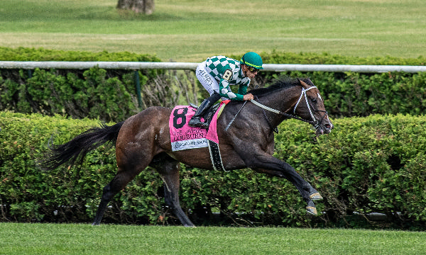 Cogburn (USA) will start favourite in the G1 Breeders' Cup Turf Sprint next month.