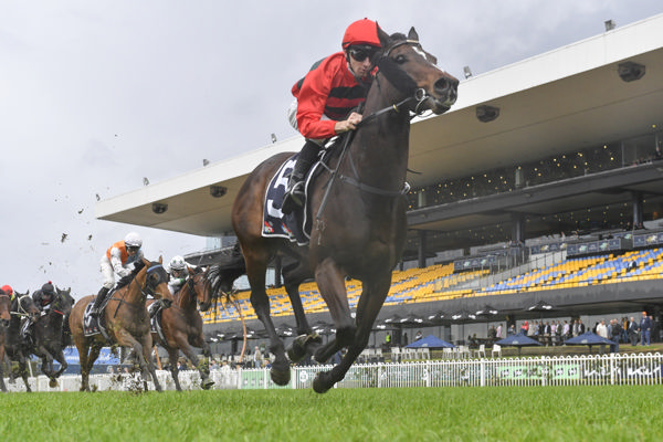 Cold Brew wins his third race in a row at Rosehill - image Bradley Photography