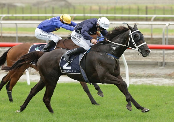 Colorado Star fights hard to win the Listed Matamata Veterinary Services Kaimai Stakes (2000m) Photo: Trish Dunell