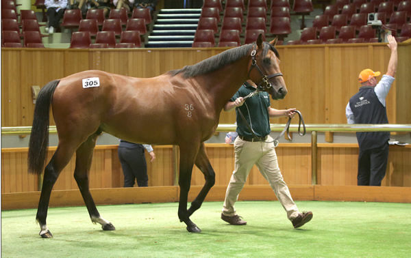 $450,000 Tavistock colt - image Trish Dunnell.