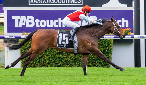 Comfort Me is a 9YO looking for his first G1 - image Western Racepix