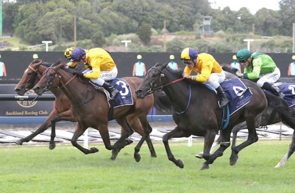 Communique (Blue & Gold cap outer) heads stablemate Karalino - image Trish Dunnell