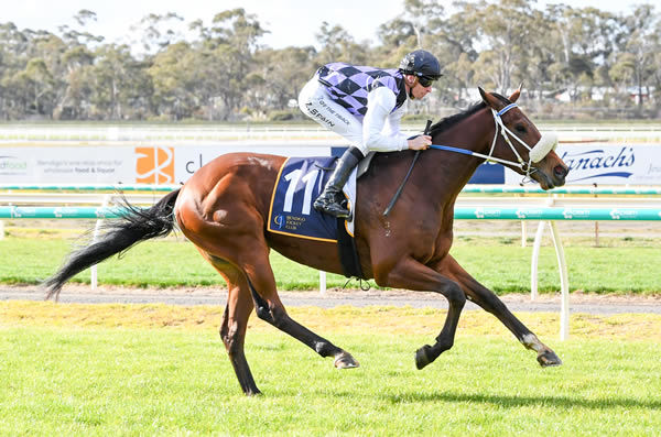 Complete Unknown wins by daylight at Bendigo - image Brett Holburt / Racing Photos