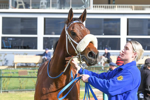 Complete Unknown has pedigree to back him up - image Brett Holburt / Racing Photos
