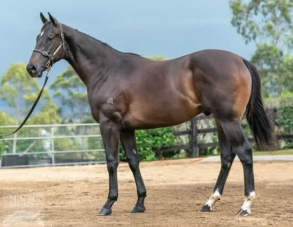 Conceited was the most expensive yearling by Brazen Beau sold at the Gold Coast in 2019