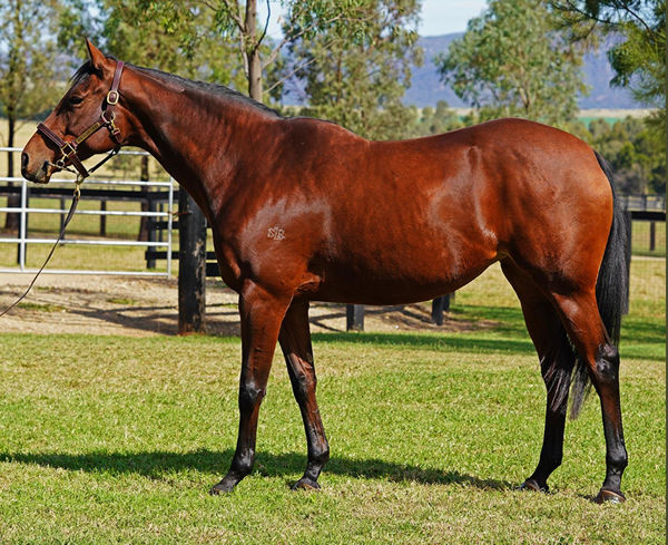 Conducir fetched $170,000 to top the sale