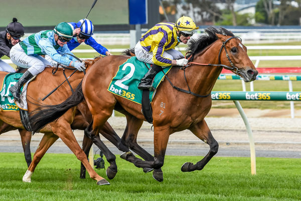 Confrontational keeps up a strong gallop to win the Geelong Classic  (Brett Holburt/Racing Photos)