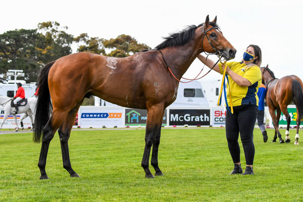 Confrontational a typically good looking son of Redoute's Choice (Pat Scala/Racing Photos)