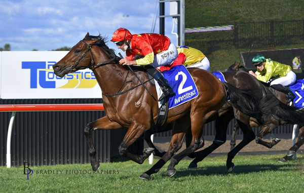 Super Salute started life racing as Construct - click to see his sale page on Inglis Digital.