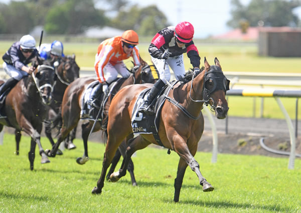 Contribute strides to victory in the Gr.3 Denis Wheeler Earthmoving Taranaki Cup (1800m) for apprentice Ciel Butler.  Photo: Peter Rubery (Race Images Palmerston North)