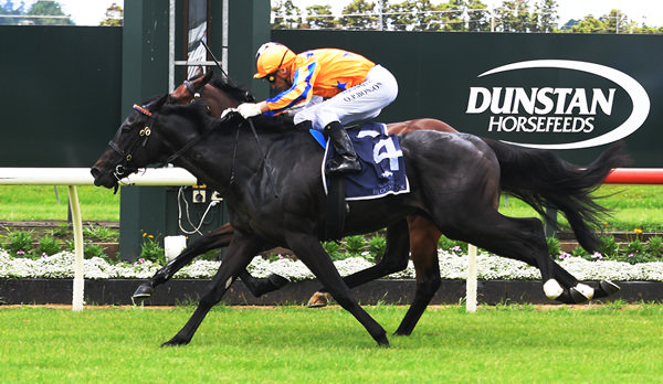 Cool 'N' Fast (outside) winning at Pukekohe on Boxing Day. Photo: Kenton Wright (Race Images)