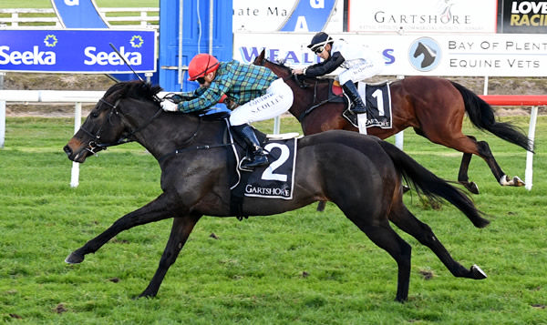 Cork claims a valuable black-type victory in the Tauranga Classic. Photo: Kenton Wright (Race Images)