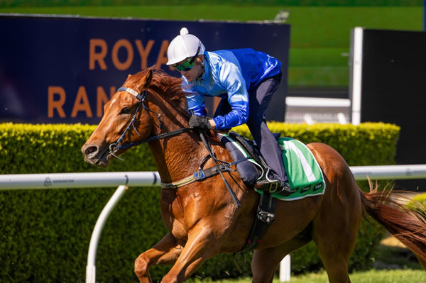 Courthezon won his first trial at Warwick Farm on Friday. 