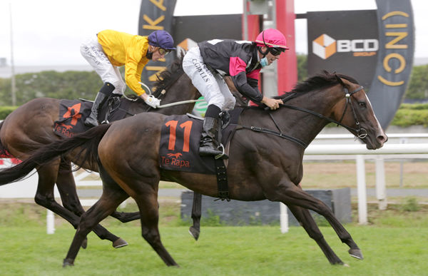 Craig Grylls guides Coventina Bay to victory in the Gr.1 Herbie Dyke Stakes (2000m) at Te Rapa Photo Credit: Trish Dunell