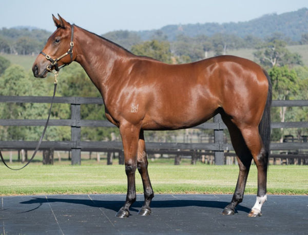 Crazy Train a bargain basement $3,000 Scone yearling purchase 
