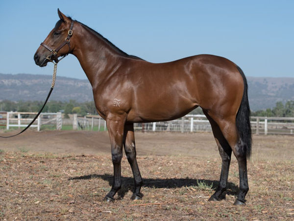 Crimlet as a yearling