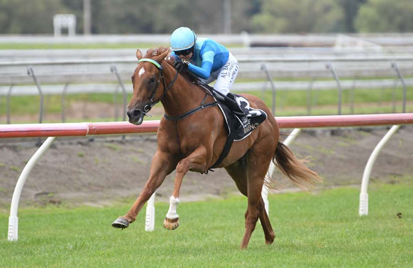 Crocetti was an impressive debut winner at Pukekohe on Saturday Photo: Race Images