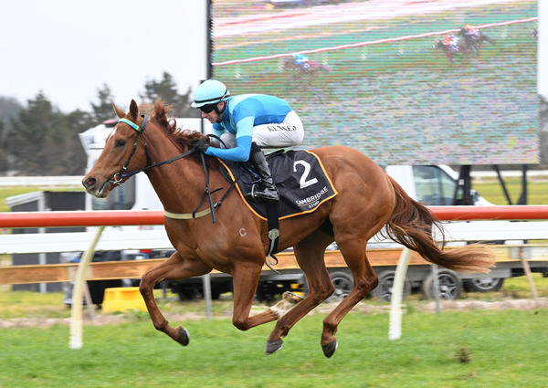 Crocetti remains unbeaten in a dominant Gr.3 Northland Breeders Stakes (1200m) victory at Ruakaka.  Photo: Therese Davis (Race Images)