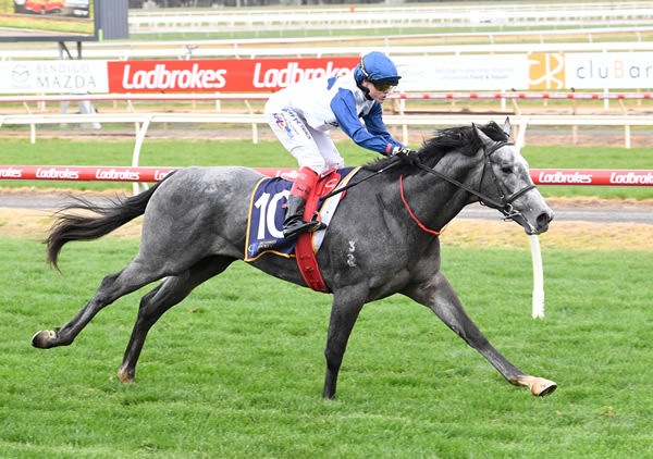 Crown of Russia salutes at Bendigo at his second start - image Brett Holburt / Racing Photos