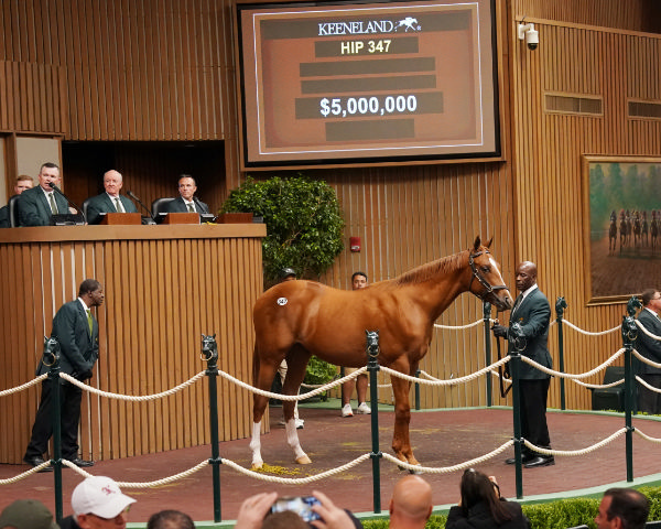 $5million show-stopping colt by Curlin from Cavorting.